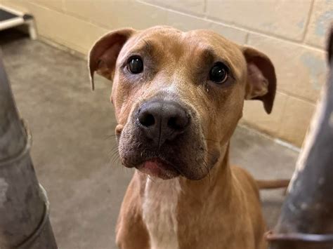 dog  abandoned  west haven animal shelter officials west