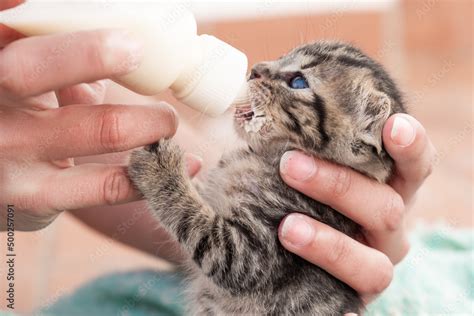 Feeding milk to rescued cat. Woman's hands give bottled replacement ...