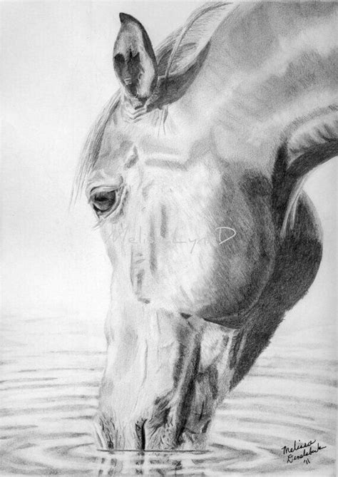 Pencil drawing | Realistic animal drawings, Pencil drawings of animals ...