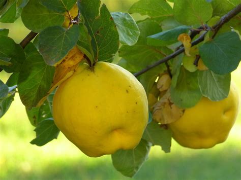Coing Fruit Plante - Photo gratuite sur Pixabay - Pixabay