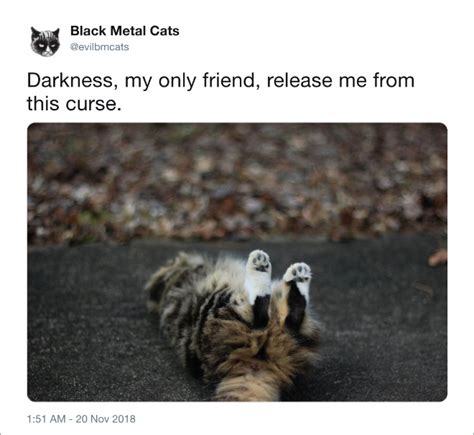 Twitter Account Pairs Cat Pics With Metal Lyrics, And It’s Brilliant