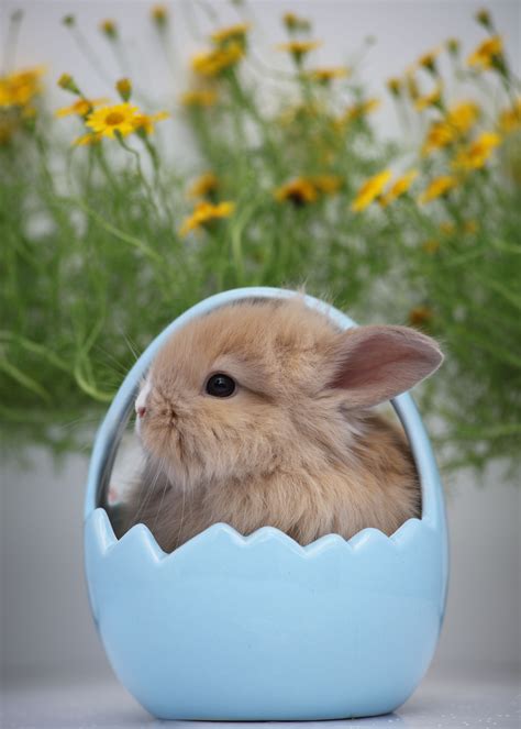 easter iphone background 2