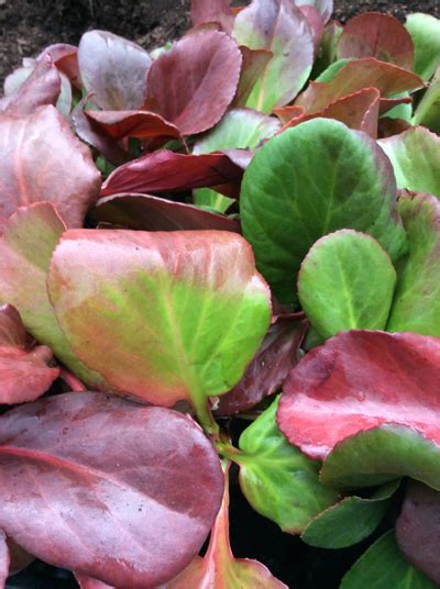 Bergenia cordifolia ‘Winter Glow’ | Kiefer Nursery: Trees, Shrubs ...