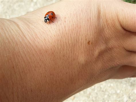 Ladybug Lucky Charm Happiness - Free photo on Pixabay - Pixabay