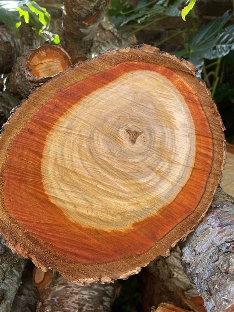 Pollard Tree Surgery Eastbourne