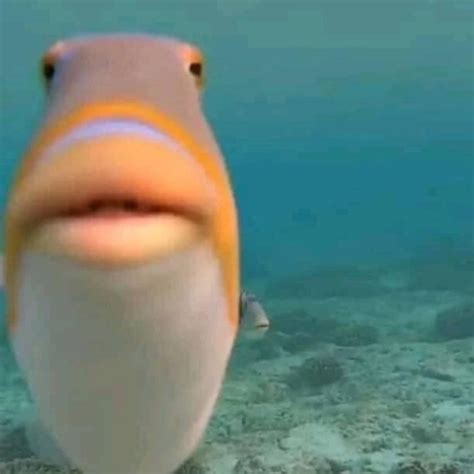 Create meme "fish meme, staring fish, fish " - Pictures - Meme-arsenal.com