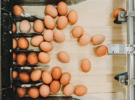 types  eggs explained benefits differences   eggs unlimited