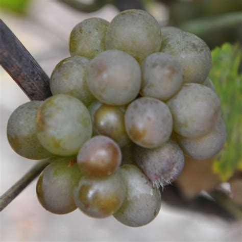 Pinot Gris Grape Vine | Vitis vinifera