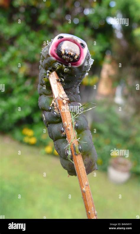 Puss moth caterpillar hi-res stock photography and images - Alamy