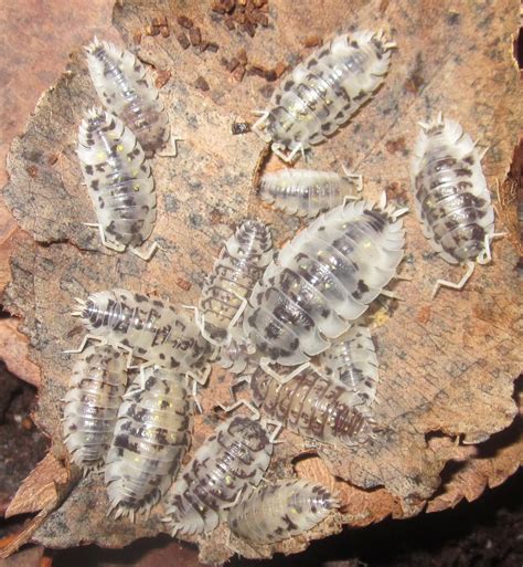 Invertebrate Dude: Beetles, Cockroaches, Isopods, & Whipscorpion Updates!