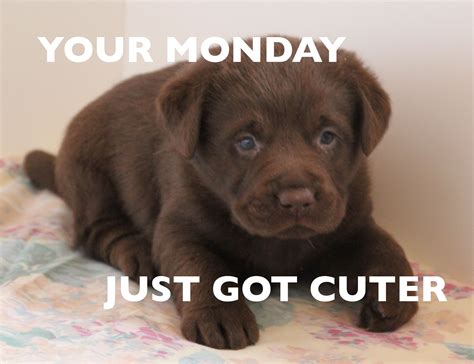 funny animal monday images 12