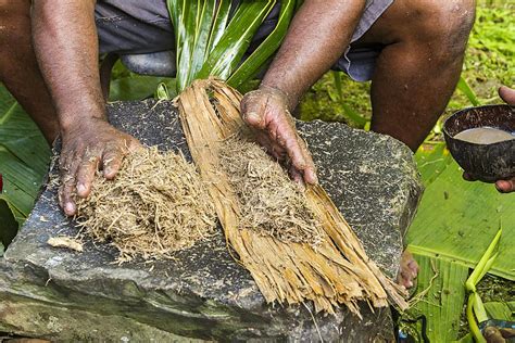 What You Need to Know About Kava