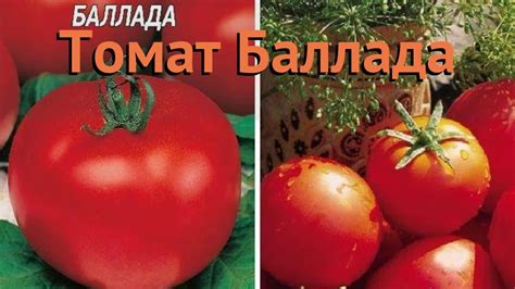 Томат обыкновенный Баллада (ballada) 🌿 томат Баллада обзор: как сажать ...