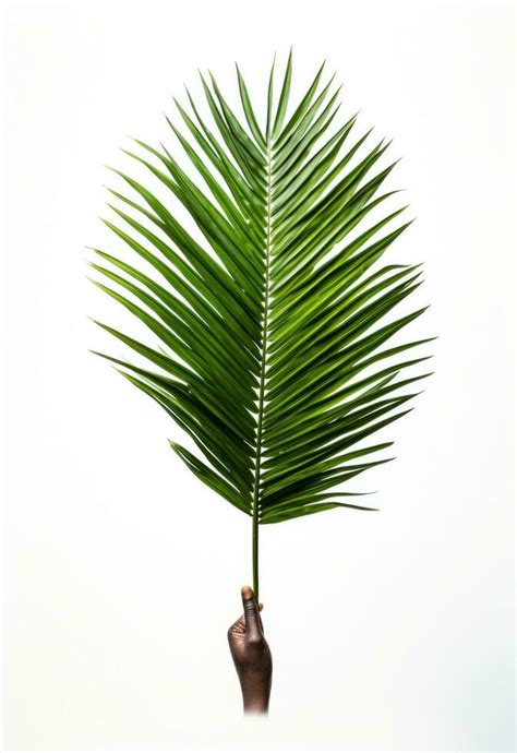 ai generated palm  white background isolated  stock photo