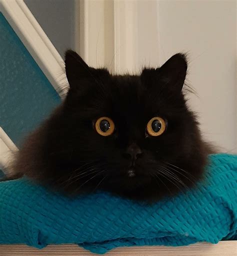 black cat staring     skye fishbourne blog