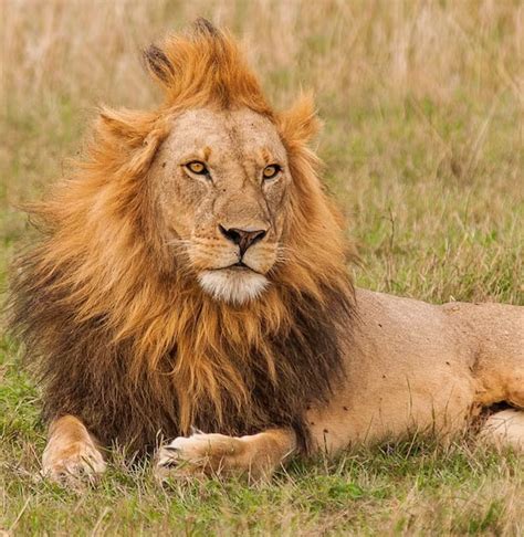Can I Have a Pet Lion? - Weird Known Fact