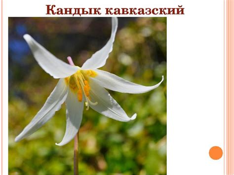 Красная книга Ставропольского Края