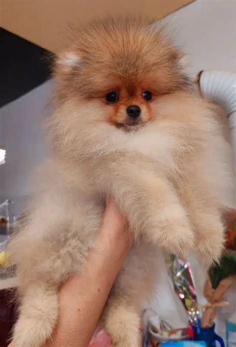 Toy Pom Puppies in Johannesburg (04/03/2023)