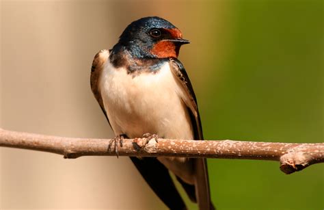 The Barn Swallow - Nature Canada