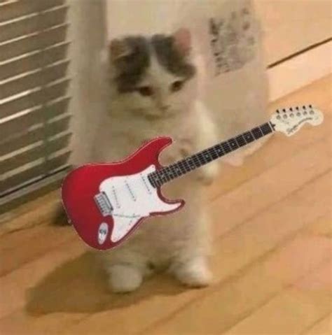 Musical Cat | Fotografías divertidas de animales, Gato musica, Gatos ...