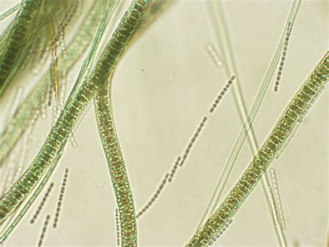 Types Of Cyanobacteria