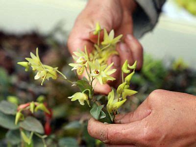 Cách trồng và chăm sóc lan thạch hộc tía | Nông nghiệp phố 