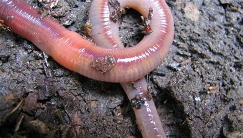 How to Raise Nightcrawler Worms | Gone Outdoors | Your Adventure Awaits