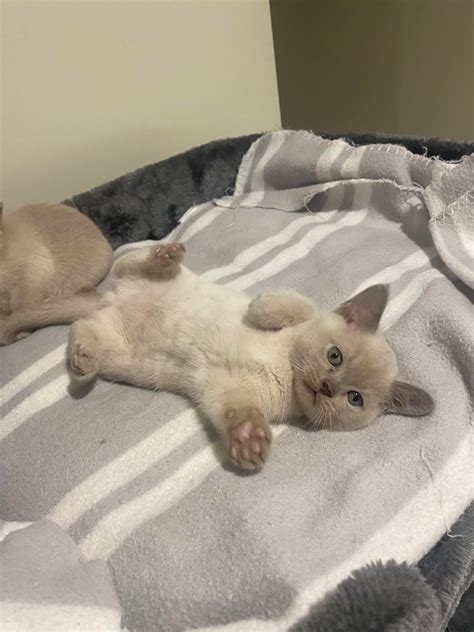 Mykito Burmese | Gold Coast QLD