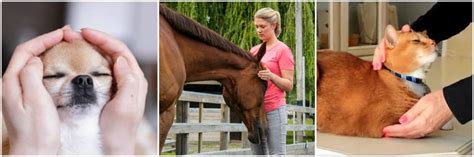 Animal Reiki Vancouver - Energy Therapy for Horses, Dogs, Cats...