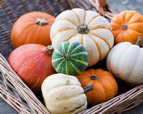 How To Preserve Uncarved Pumpkins For Decoration | Shelly Lighting