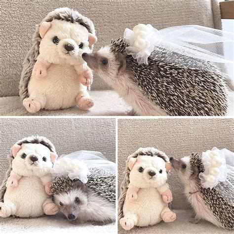10+ Adorable Hedgehog Pics To Celebrate Hedgehog Day | Bored Panda