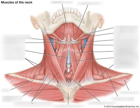 neck muscles diagram diagram quizlet