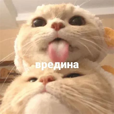 Набор стикеров для Telegram «котики и мы» | Котята, Милые котики, Хаски