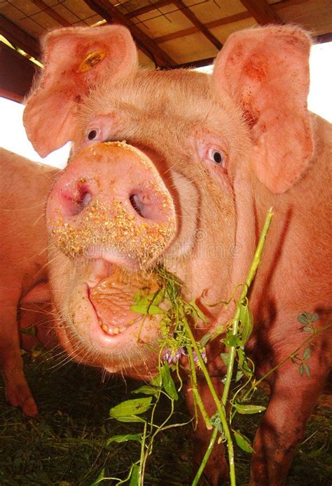 Funny pig face. Dirty pig while eating something , #Sponsored, #pig, # ...