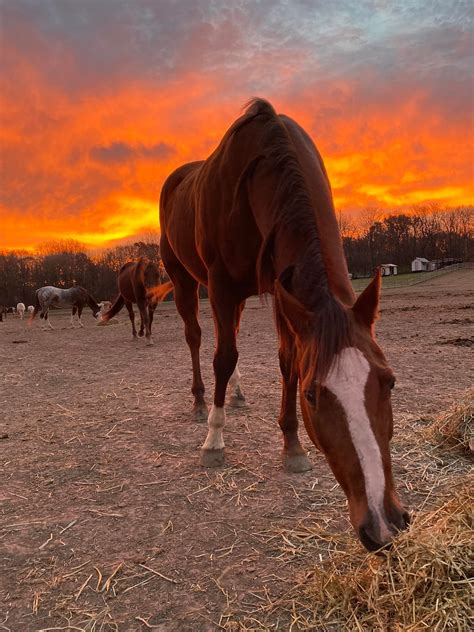 Riverside Stables - Home | Facebook