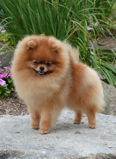 Pomeranian Show Dogs