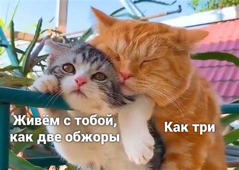 Обжоры | Пикабу