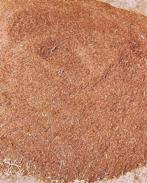solid natural flax seed  farming packaging size loose  rs kg