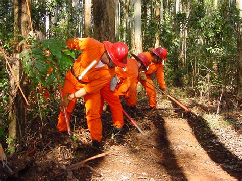 O Que É Silvicultura - Silvicultura: Características, Benefícios e Manejo Florestal Sustentável