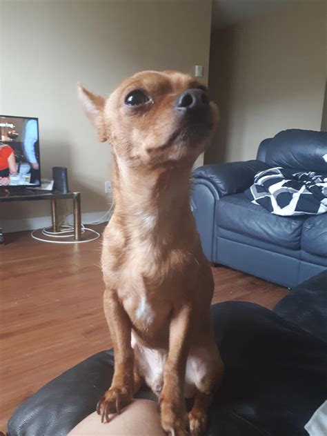 How do you control barking/anxiety? : r/Chihuahua