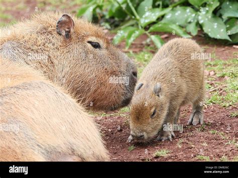 Capybara Pet Baby