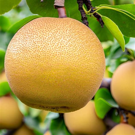 pyrus pyrifolia asian pear chinese sand pear japanese pear sand pe
