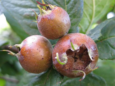 Medlar fruit in mid-autumn | The Medieval Garden Enclosed | The