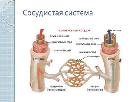 Анатомия человека - презентация онлайн