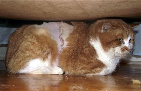 cat cut nearly in half by trap - TrapFree New Mexico