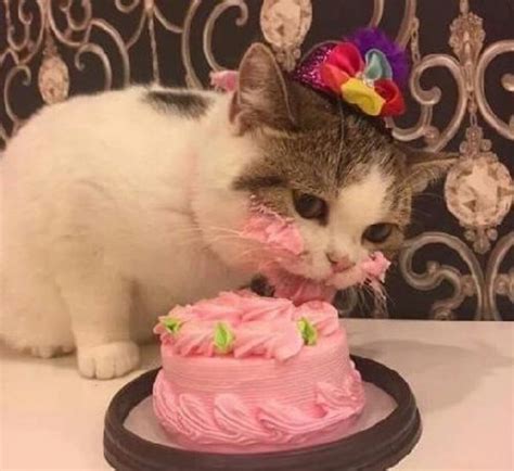 Создать мем "милый котик, тортик для котика, тортик с кошкой ...