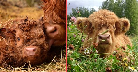 These 18 Highland Cattle Calves Are Here to Warm Your Heart