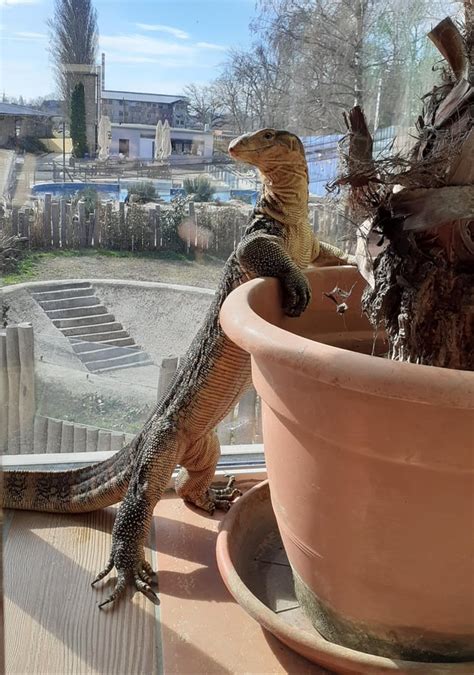 Varanus Salvator : r/reptiles
