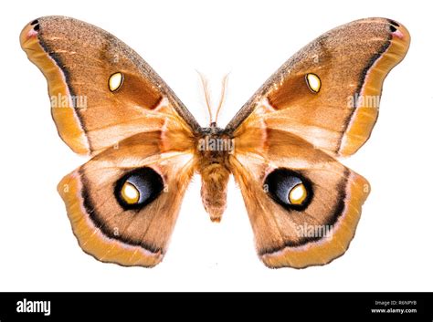 Antheraea polyphemus moth isolated on white Stock Photo - Alamy