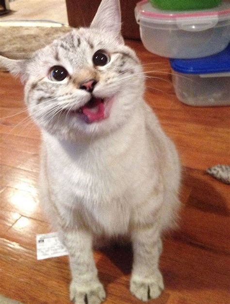 These 86 Smiling Cats Is All You're Going To Need Today